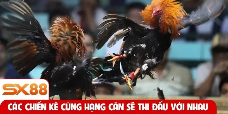 Các chiến kê cùng hạng cân sẽ thi đấu với nhau