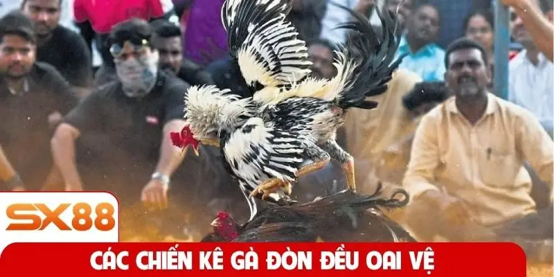 Các chiến kê gà đòn đều oai vệ