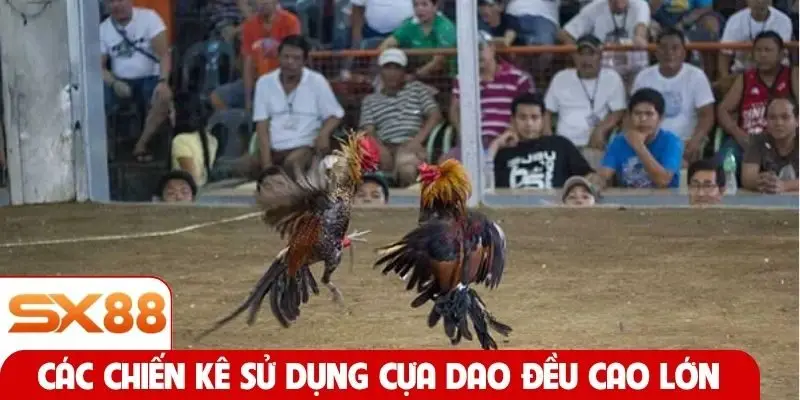 Các chiến kê sử dụng cựa dao đều cao lớn