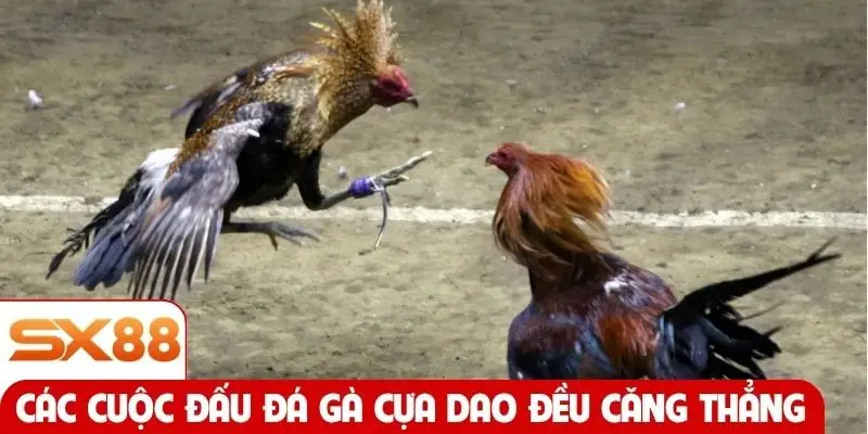 Các cuộc đấu đá gà cựa dao đều căng thẳng