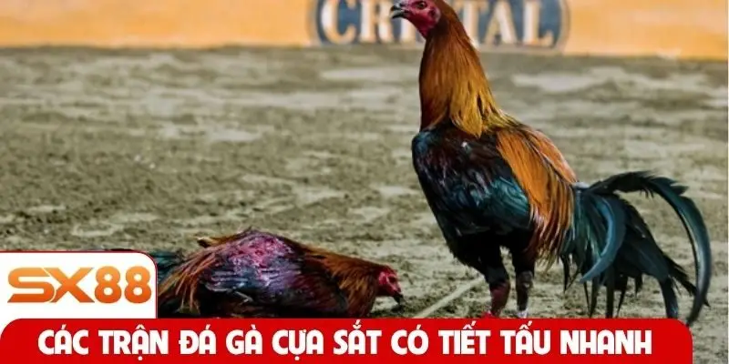 Các trận đá gà cựa sắt có tiết tấu nhanh