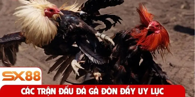 Các trận đấu đá gà đòn đầy uy lực