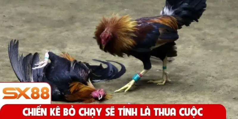 Chiến kê bỏ chạy sẽ tính là thua cuộc