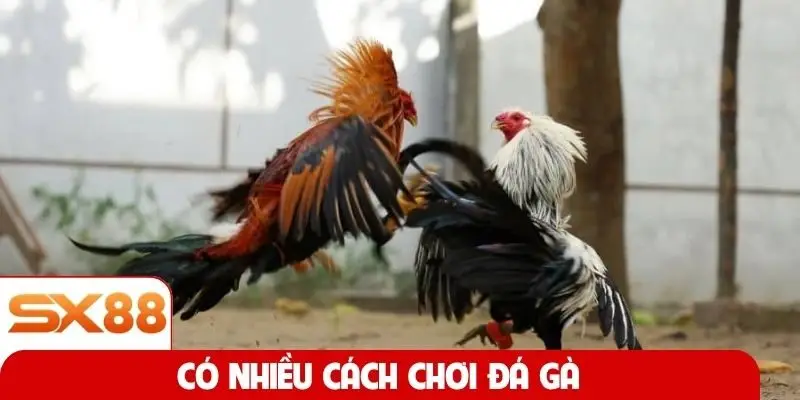 Có nhiều cách chơi đá gà