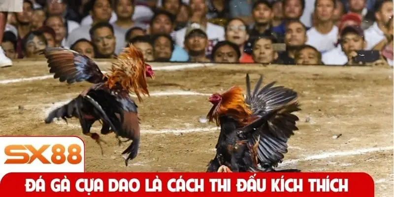 Đá gà cựa dao là cách thi đấu kích thích