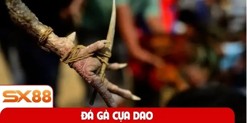 Đá gà cựa dao