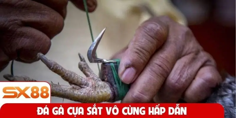 Đá gà cựa sắt vô cùng hấp dẫn