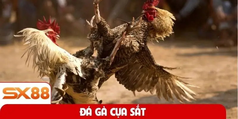 Đá gà cựa sắt