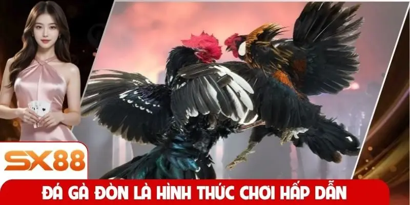 Đá gà đòn là hình thức chơi hấp dẫn