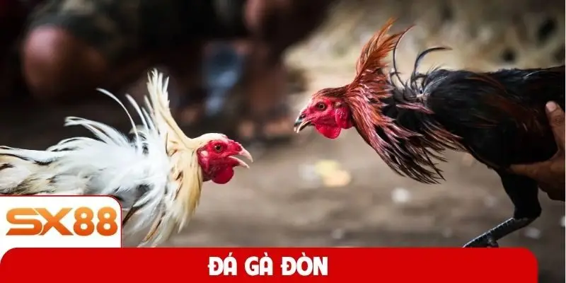 Đá gà đòn
