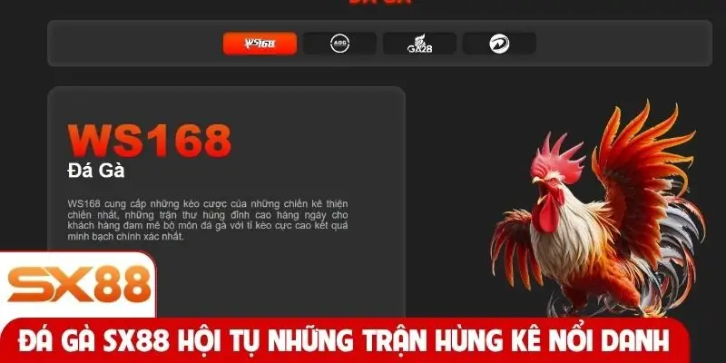 Đá gà SX88 hội tụ những trận hùng kê nổi danh