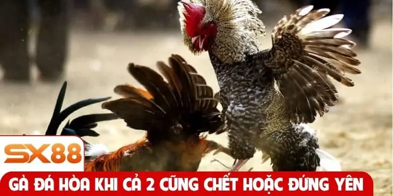 Gà đá hòa khi cả 2 cũng chết hoặc đứng yên
